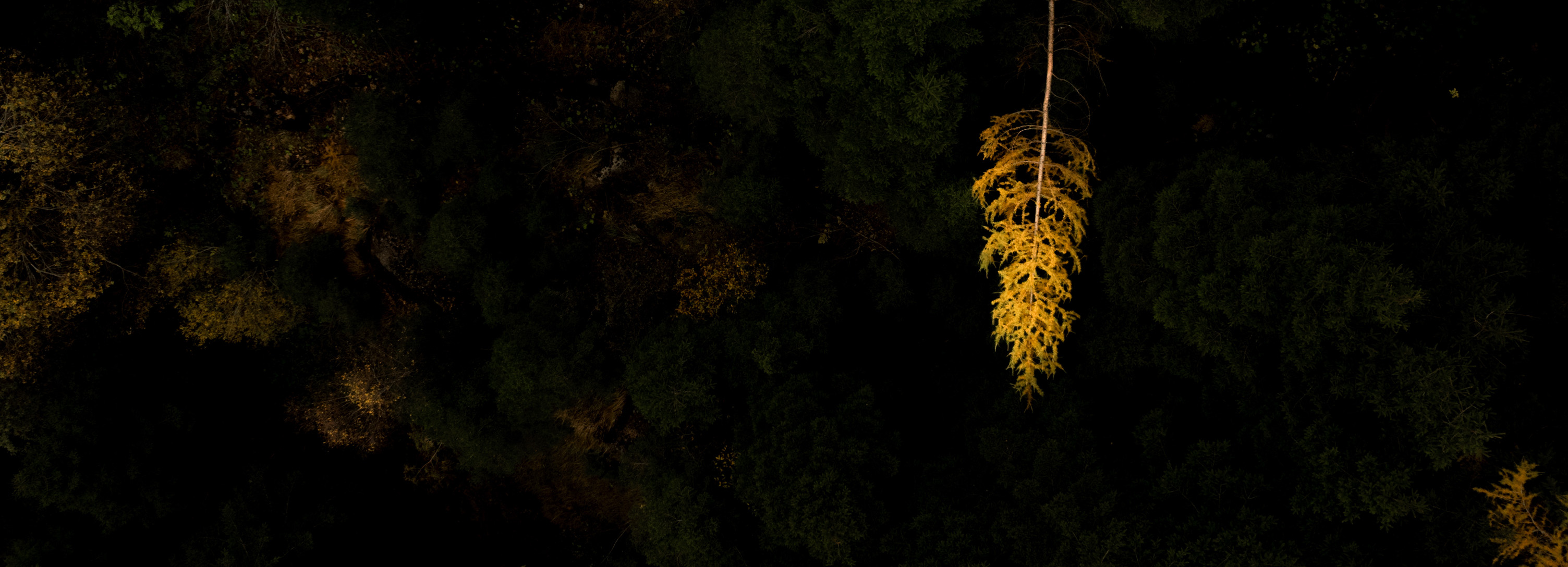 250901_Protact_Klimaschutz_Abbinder_Desktop_3007x1088_CWI Tree, Vegetation, Conifer, Night, Woodland