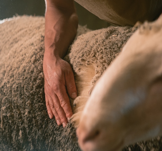 1680_WWW.CHRISTOF-WOLF.COM_ORTOVOX_LocWool Person, Livestock