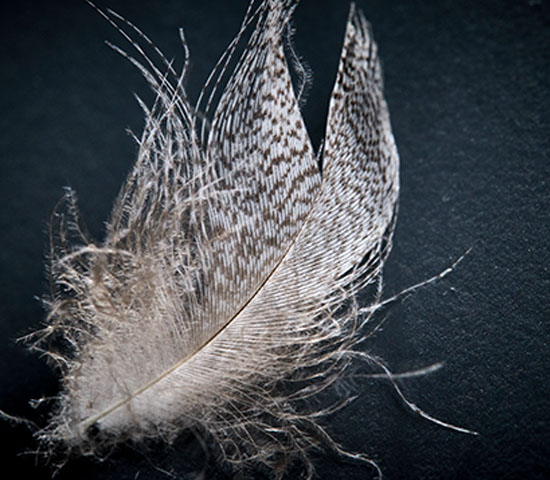 Animal, Beak, Bird, Accessories