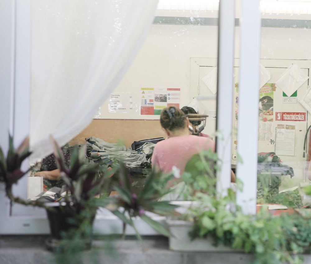 Plant, Potted Plant, Person