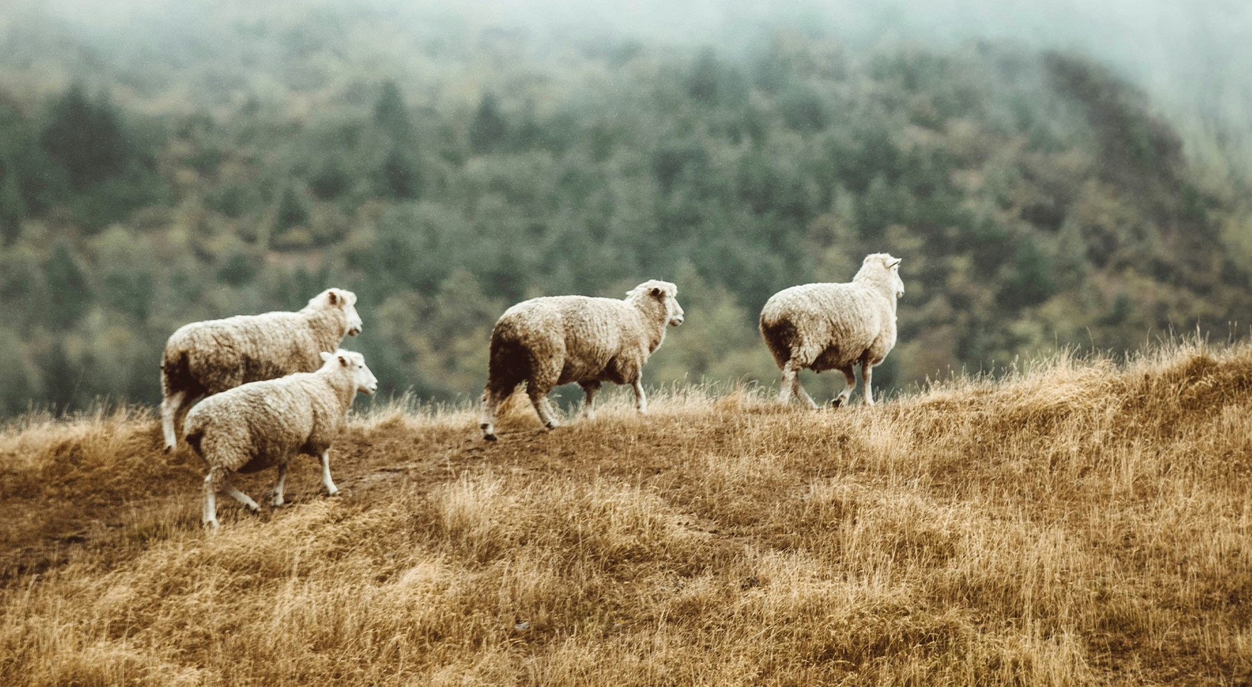Field, Grassland, Nature, Sheep, Pasture