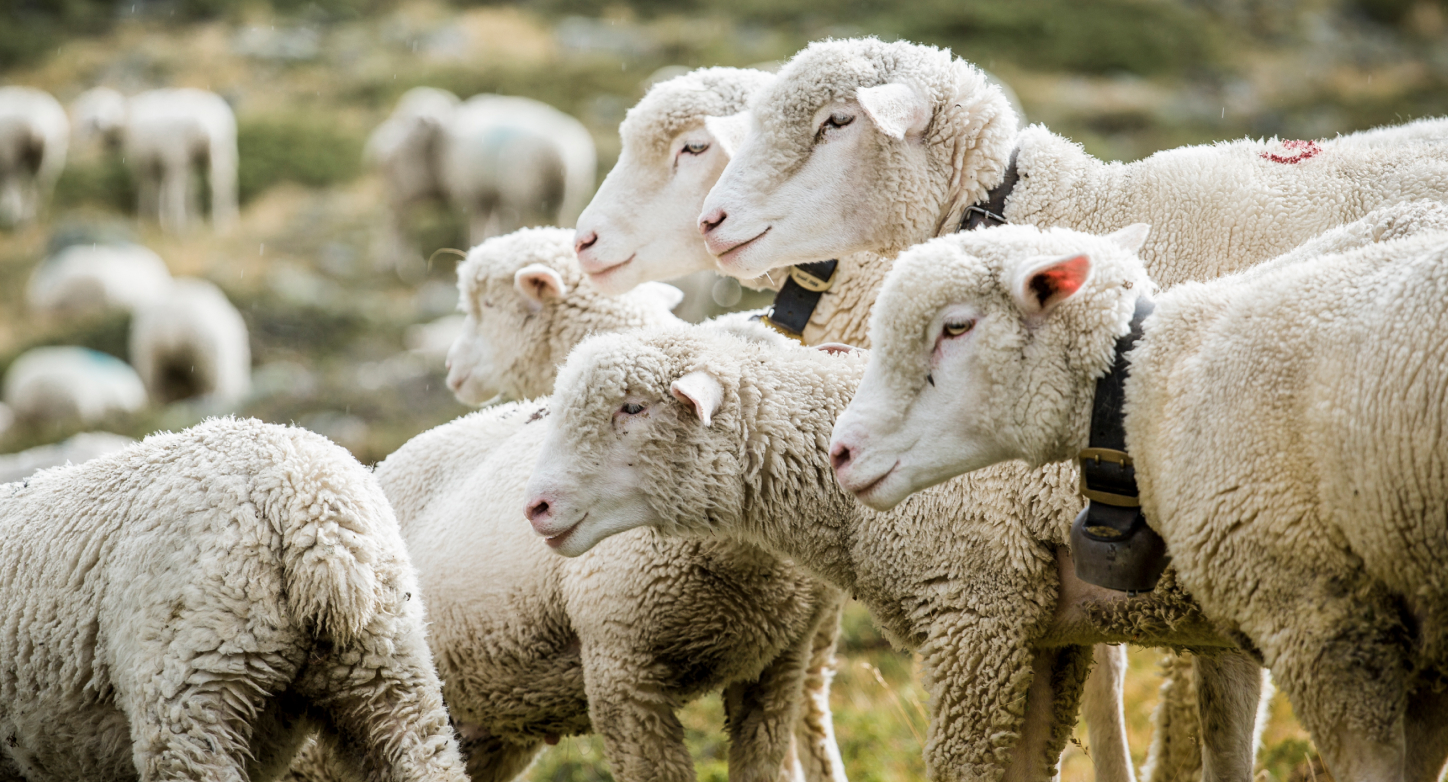 Teaser Card_b_Geschaeftsfuehrung Animal, Livestock, Mammal, Sheep