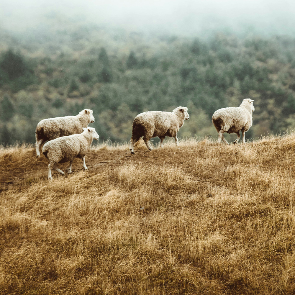 Field, Grassland, Nature, Sheep, Pasture