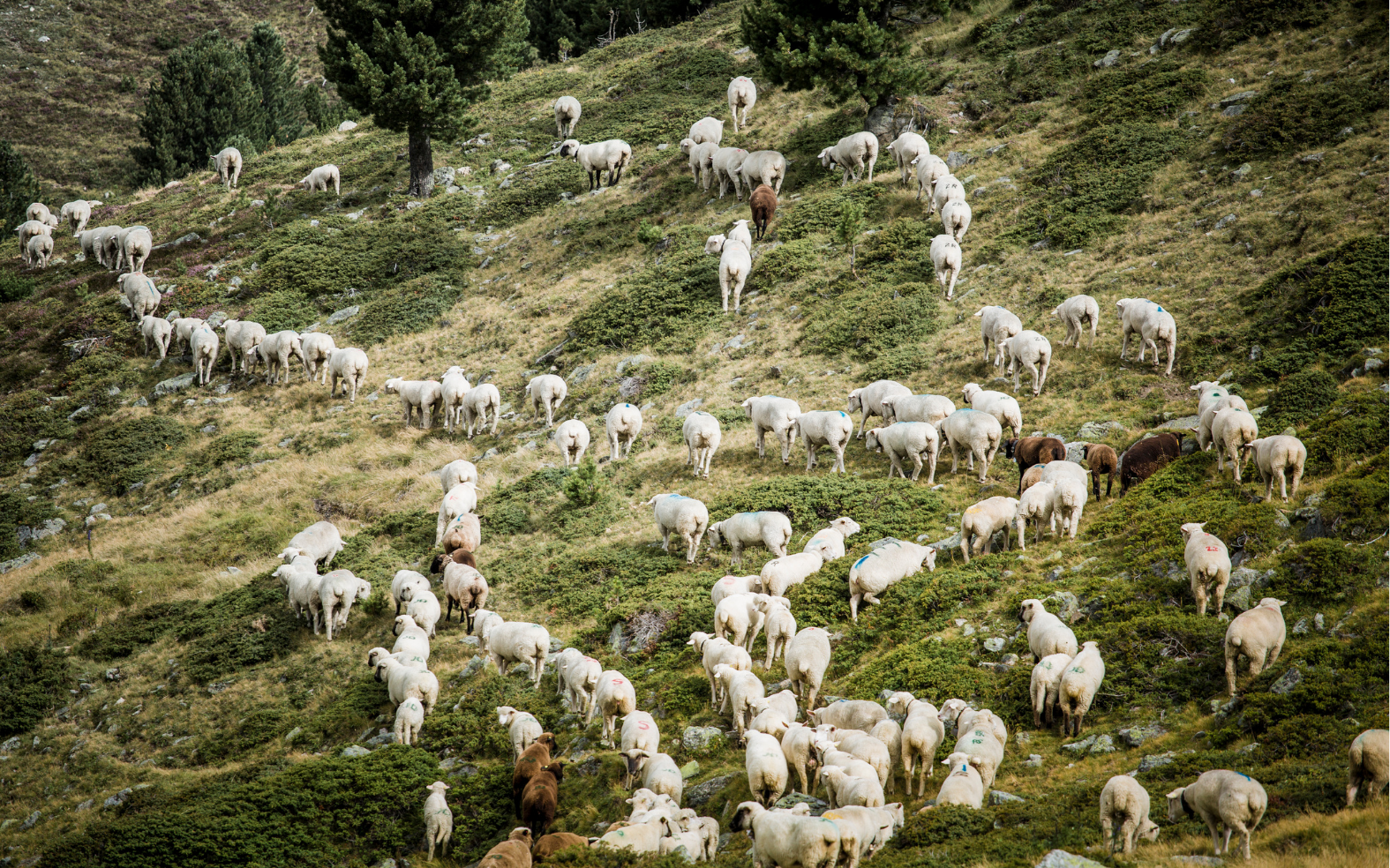 Swisswool_Herde2 Field, Pasture, Grassland, Grazing, Herd