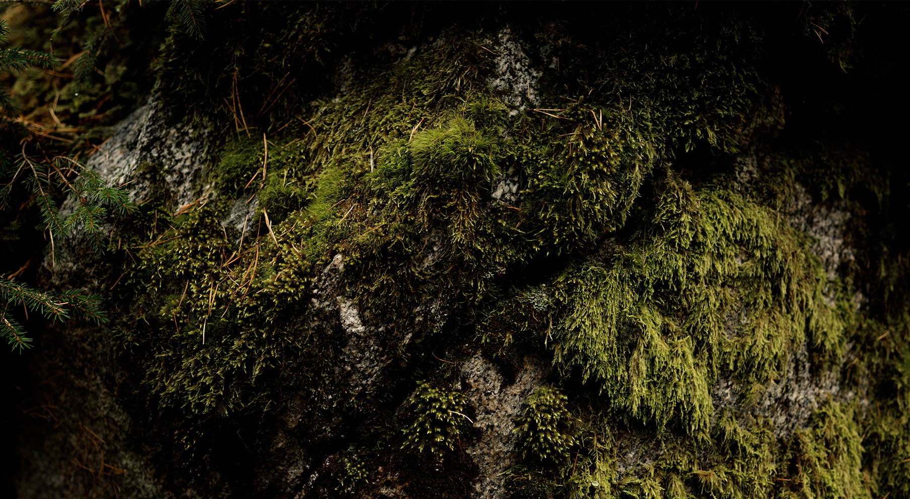 Moss, Plant, Tree