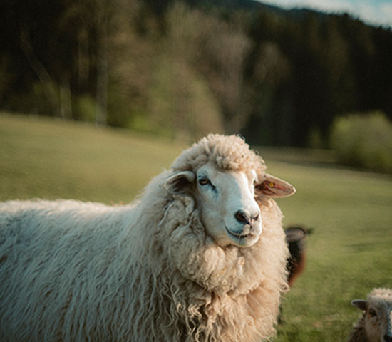 Animal, Livestock, Mammal, Sheep