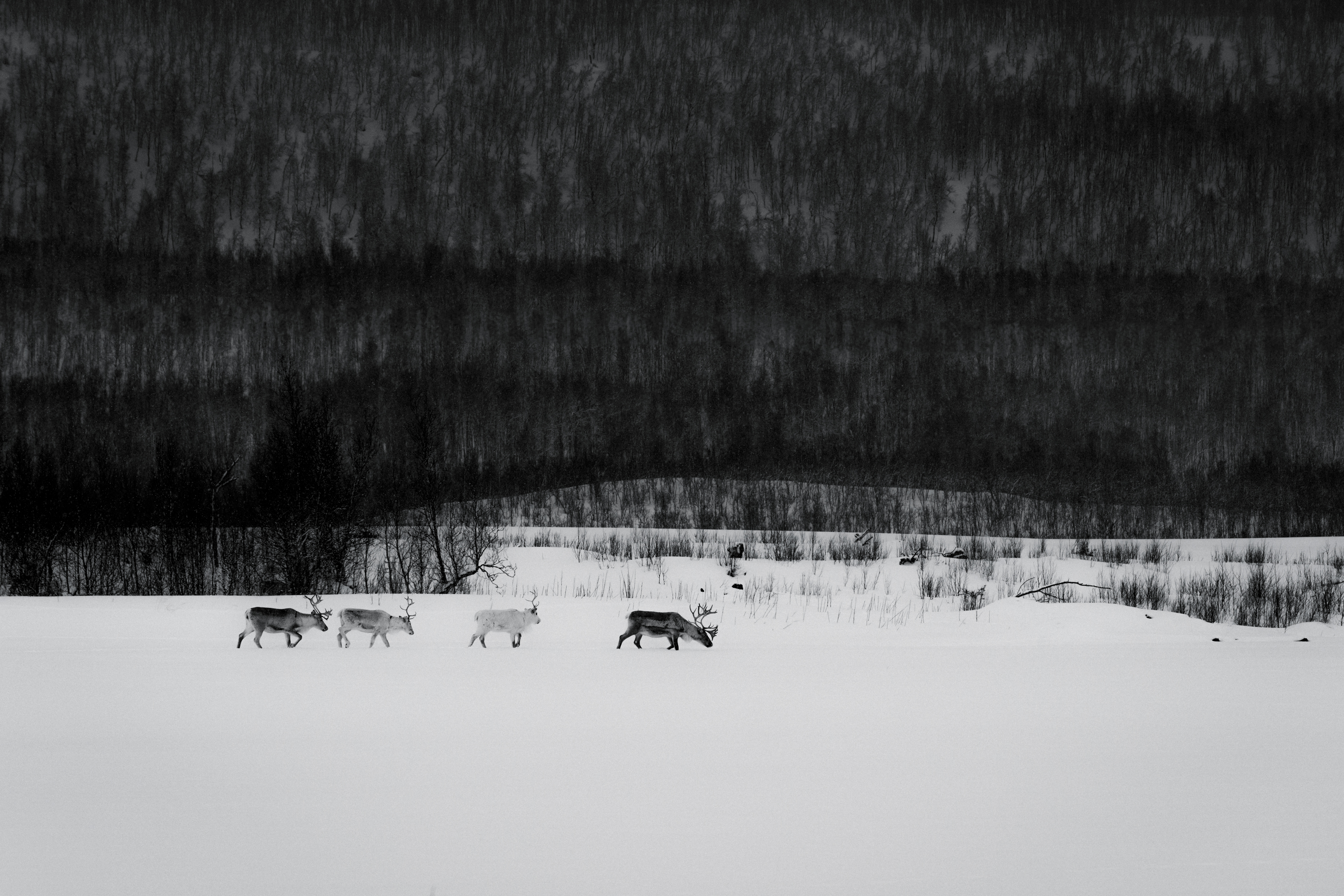 N5A5640_FREERIDE_WS2526_Norwegen_MaxDraeger_MedRes