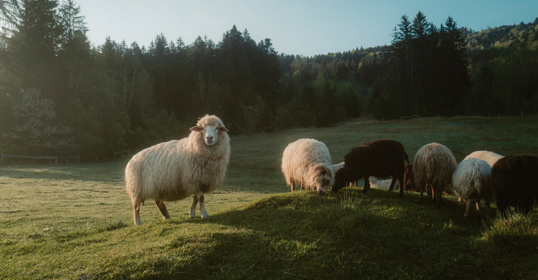 Field, Grassland, Pasture, Ranch, Sheep