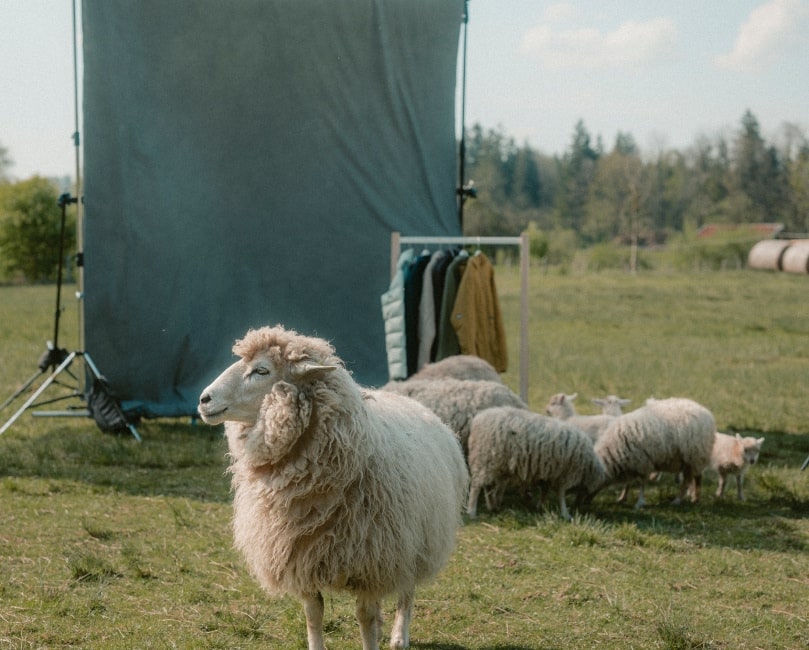 Animal, Livestock, Mammal, Sheep