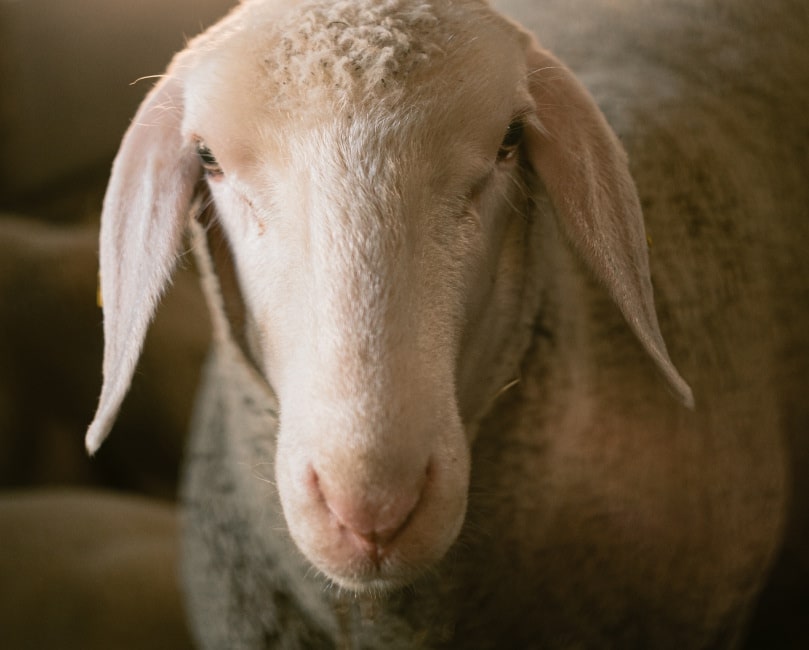 Livestock, Animal, Mammal, Sheep