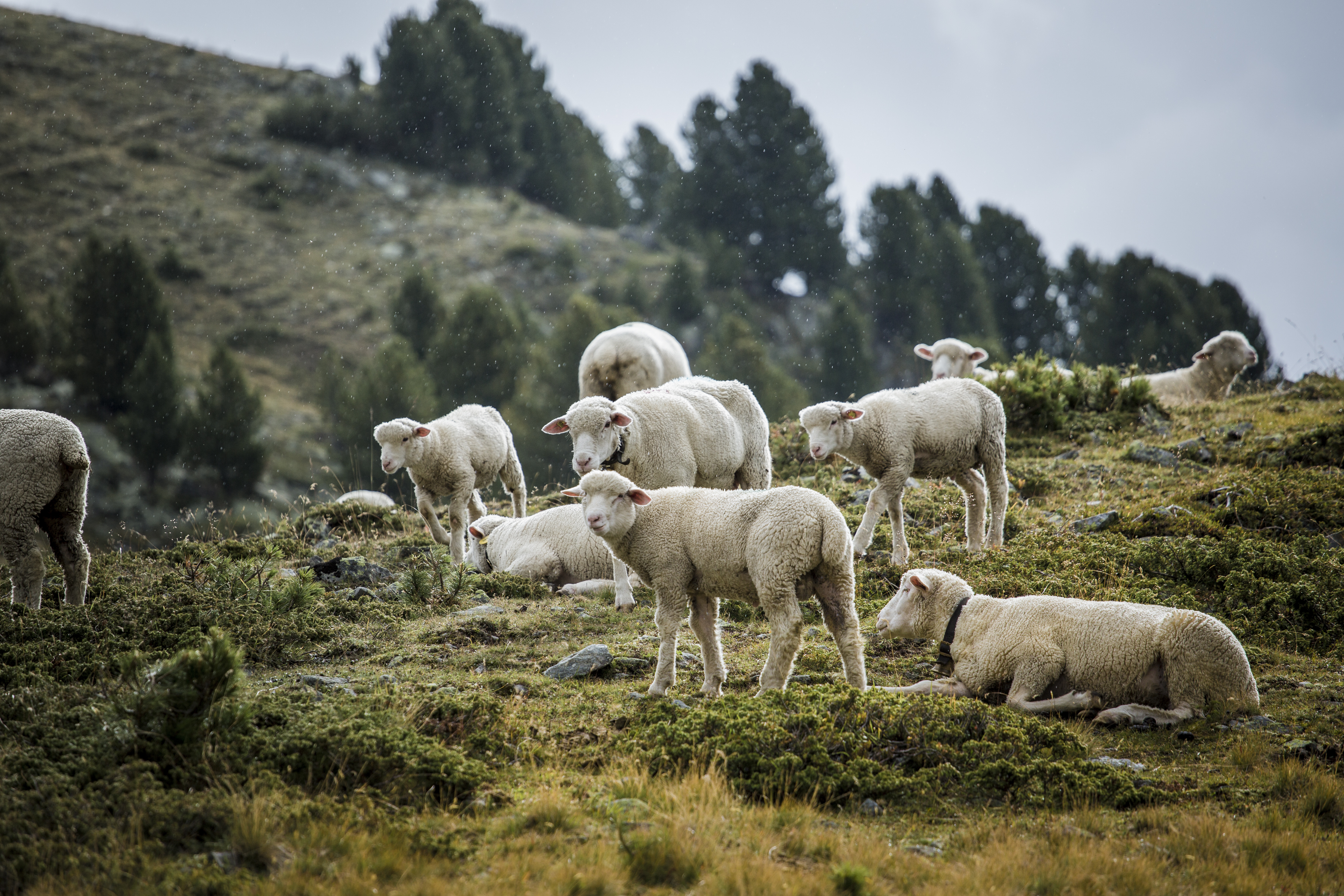 _V8A9278_HansiHeckmair_Scoul _V8A9278_HansiHeckmair_Scoul