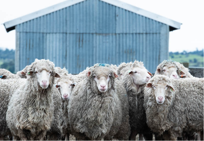 Animal, Livestock, Mammal, Sheep, Herd, Animal, Herd, Livestock, Mammal, Sheep, Animal, Livestock, Mammal, Sheep, Herd