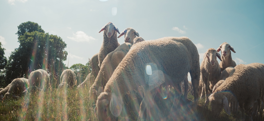 0093_WWW.CHRISTOF-WOLF.COM_ORTOVOX_LocWool Herd, Grassland, Outdoors, Sheep, Flock
