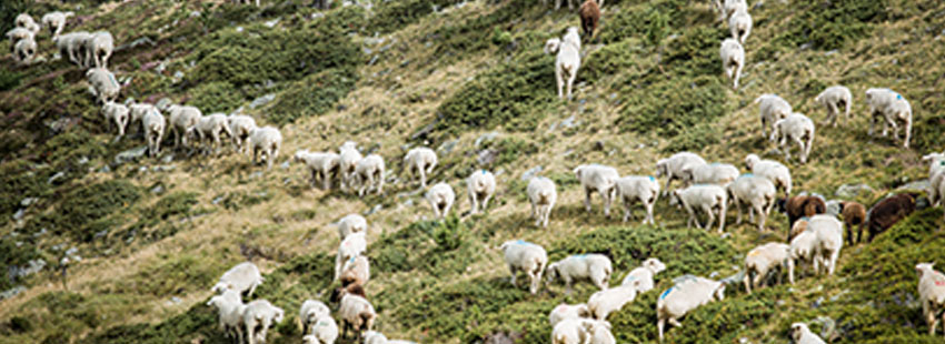 ORTOVOX_SWISSWOOL_WS2324_HHeckmair_V8A9298 Field, Pasture, Herd, Grassland, Flock