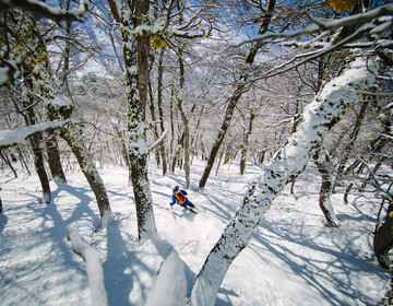 csm_2-5M_Story1_SM_359cccb092 Outdoors, Tree, Nature, Vegetation, Woodland